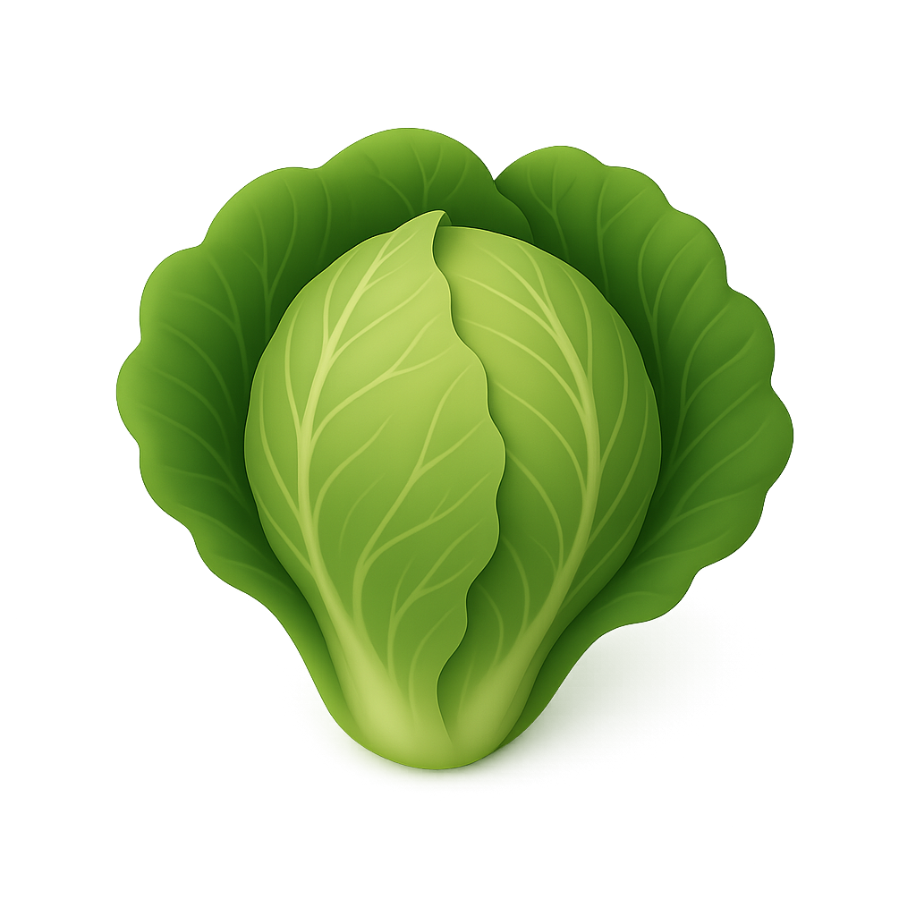 卷心菜